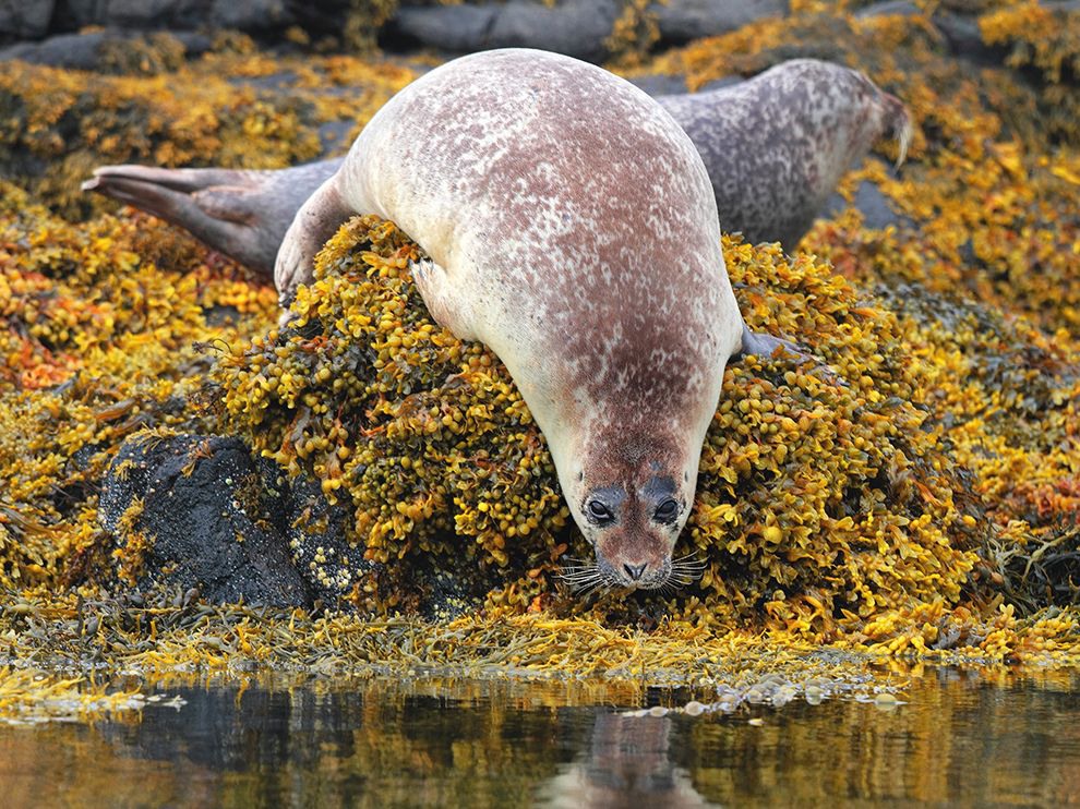 21 The Water's Fine. Photograph by Igor Mohoric Bonca. A seal readies itself to dive into the waters near Dunvegan Castle on Scotland’s Isle of Skye. The pinnipeds are abundant along Scotland’s coastline—and can be quite photogenic.