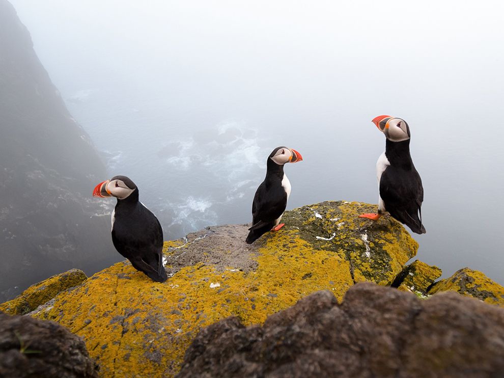 5 Delayed Takeoff. Your Shot member Manuel Schulz traveled to Iceland to capture some images of the country’s avian residents. After deciding to camp for an extra night in Látrabjarg, weather conditions changed on him. Photograph by Manuel Schulz.