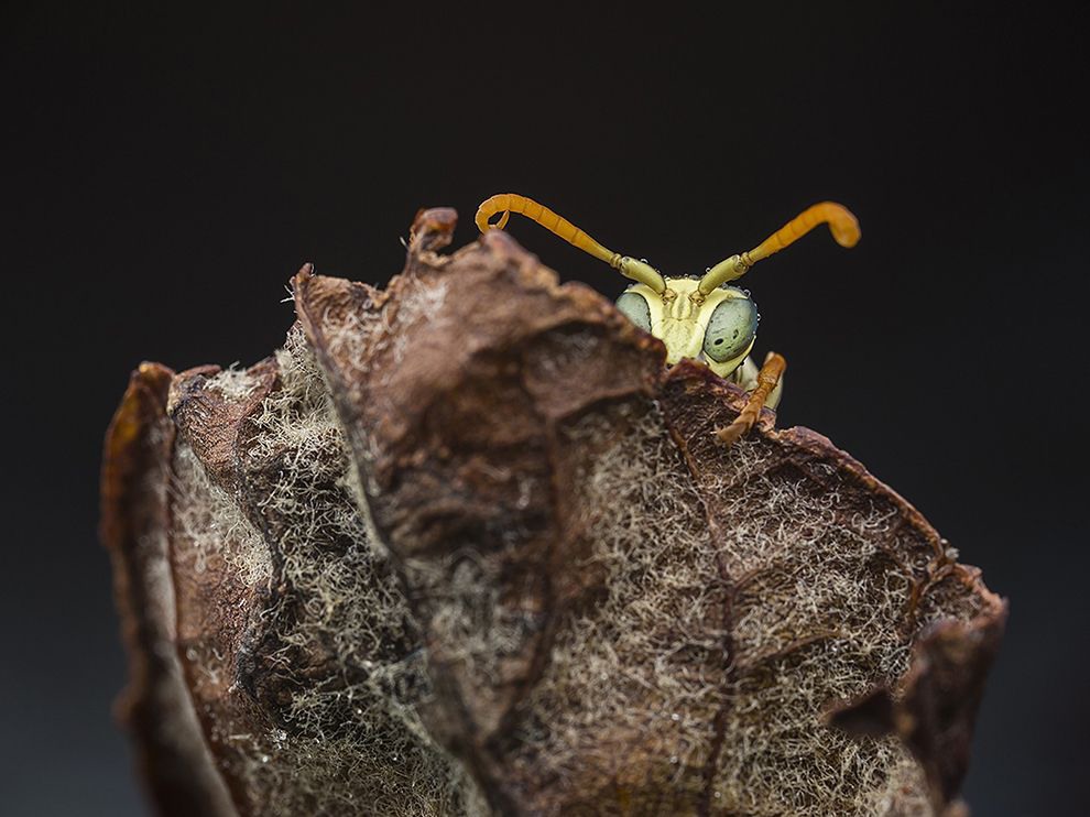 8 Peekaboo. While in his garden at his home in İzmir, Turkey, Your Shot member Can Tunçer caught this inquisitive insect peeking over the top of a leaf. Photograph by Can Tunсer.