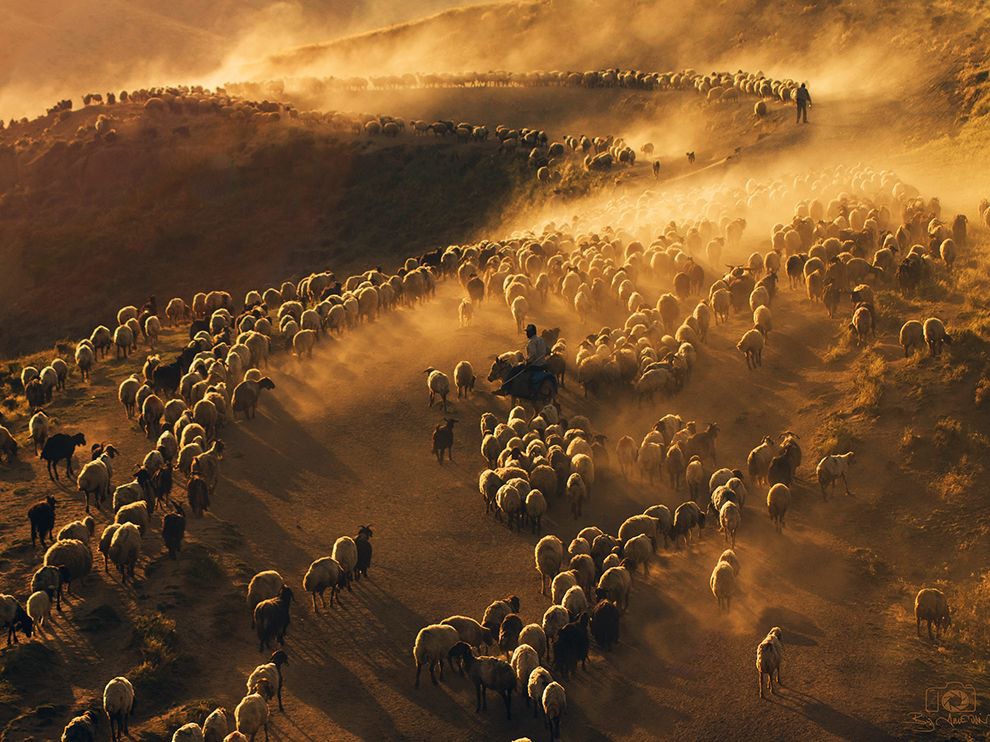 12 Flock of Dust. A group of herders tend to their flock of sheep on the dusty roads near Nemrut Mountain in Turkey. Photograph by Abdullah Metin.