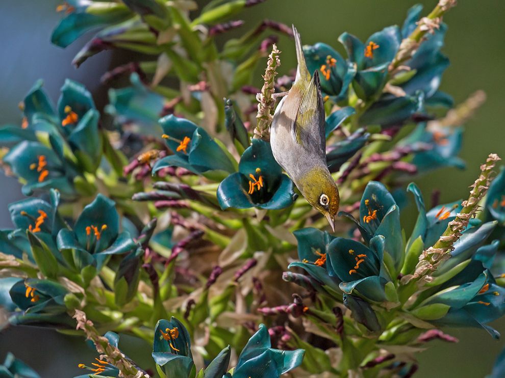 1 "Simply Irresistible". Photograph by Chew Yen Fook. 
A New Zealand silvereye stretches toward a Puya alpestris, a dramatically colored flowering plant that is native to Chile and very attractive to nectar-sipping bird species.
