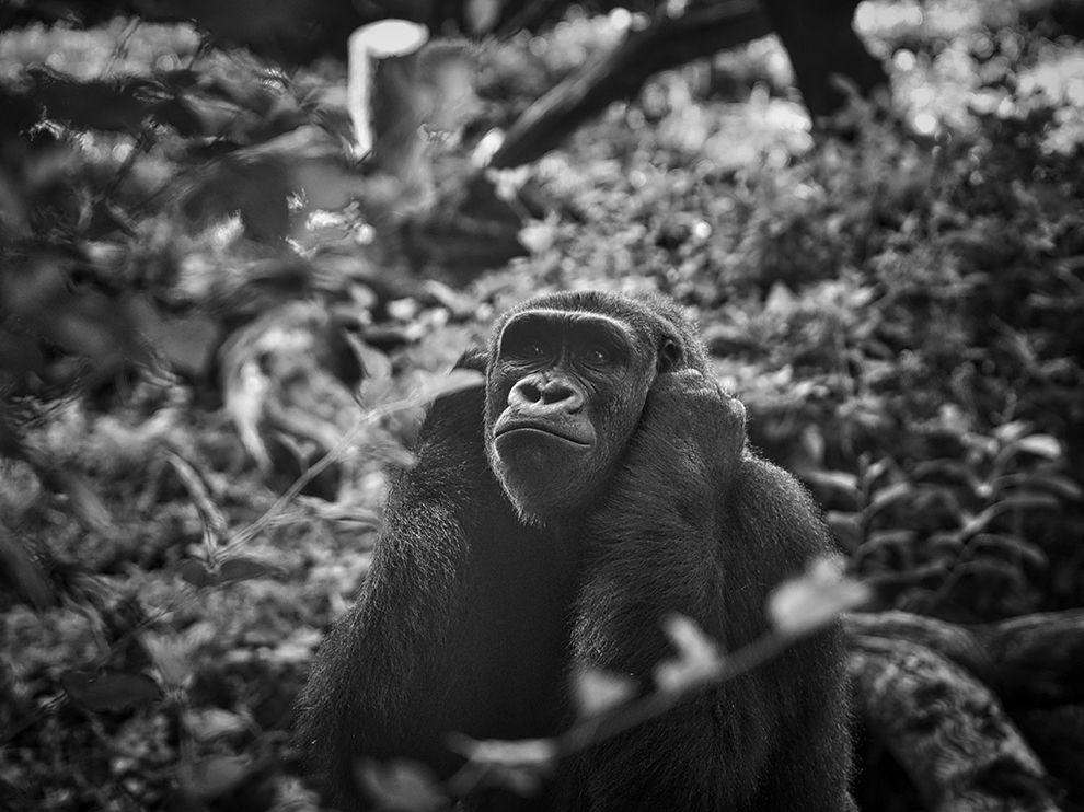 24 Lost in Thought. This gorilla’s pensive gaze intrigued Your Shot member Daryl Tannis, who made this photo while at the Dallas Zoo on a “safari photographic adventure event. Photograph by Daryl Tannis.
