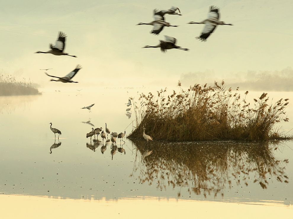 5 "Rest Stop". Photograph by Gal Gross. In the golden light of morning, cranes take flight in Israel’s Hula Valley nature reserve. Millions of migrating birds, including cranes, stop in the valley as they make their way between Europe and Africa.