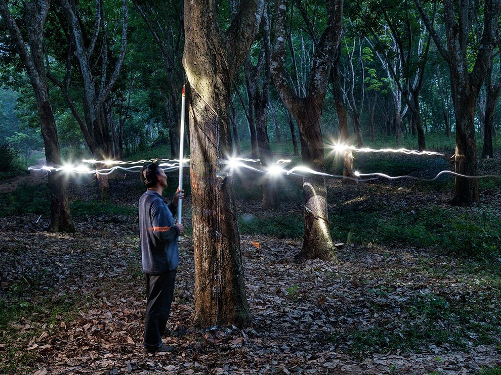 6 "A Slow Draw". Photograph by Richard Barnes. Because rubber sap flows best at night, tappers in Xishuangbanna, China, use headlamps to light the trees while they work, as shown in this time exposure. The latex drips into cups from incisions in the bark. A typical tree produces a few ounces’ worth of rubber a day.