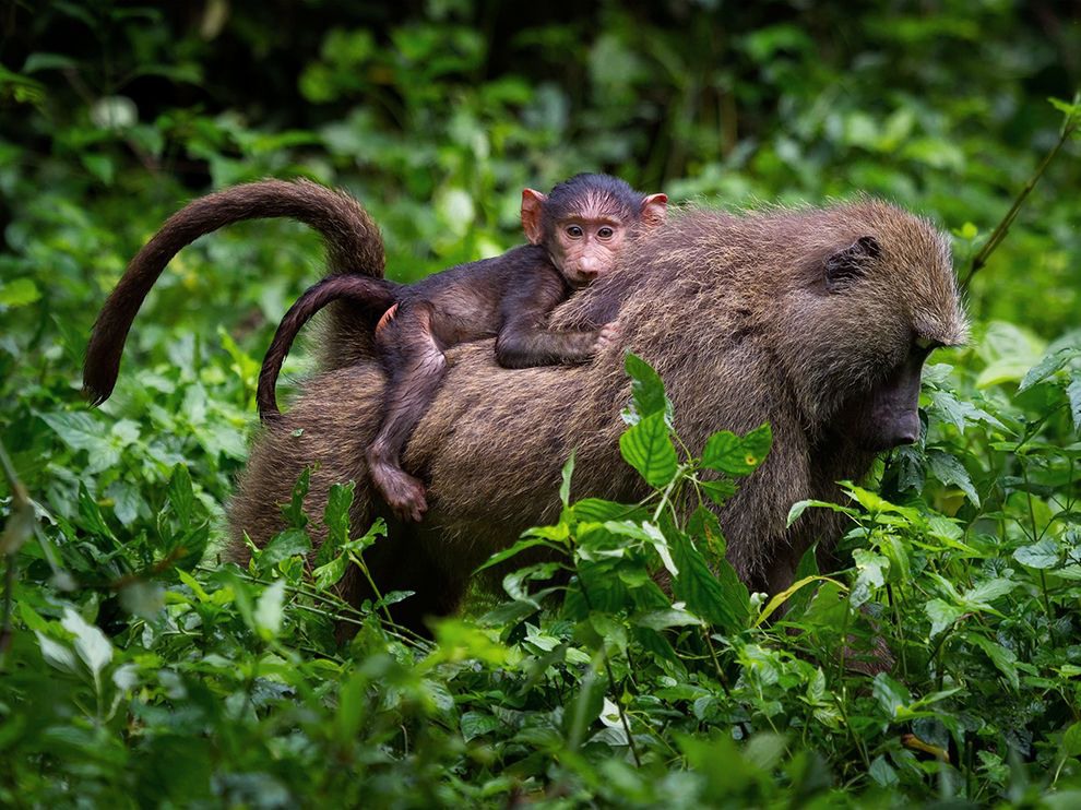 8 "A Light Burden". Photograph by Alessandro Tramonti. A young olive baboon (Papio anubis) clings to its mother’s back in Uganda’s Kibale National Park. The park is home to 13 primate species, including these baboons, so named because of their greenish gray coat color.