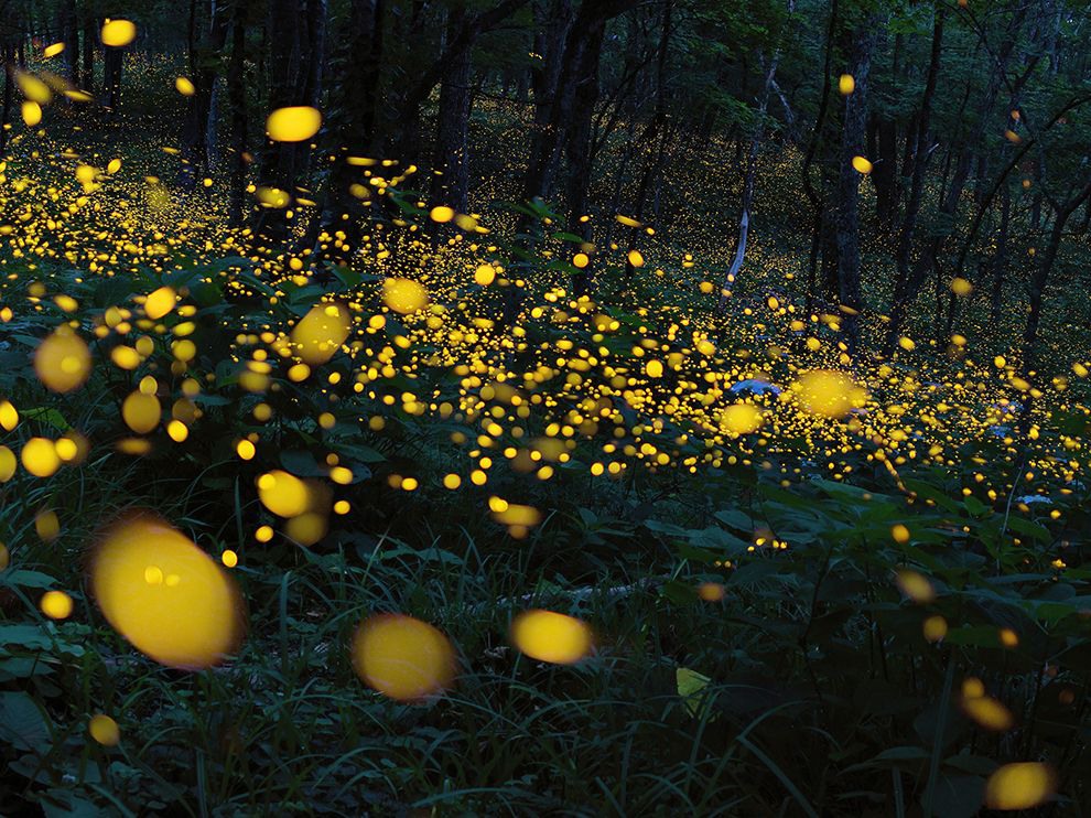 29 River of Light. Photographer Takashi Zenihiro, a National Geographic Your Shot community member, submitted this photo of an expanse of fireflies streaming through a forest in Ninohe in the Iwate Prefecture, Japan. Photograph by Takashi Zenihiro.