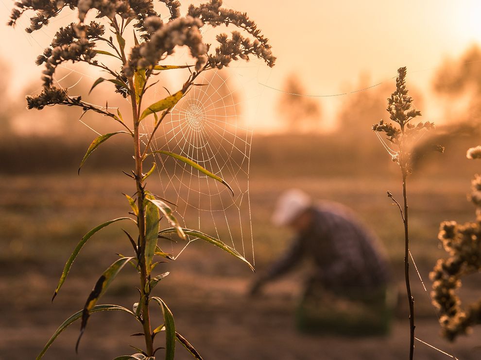 15 "Work Together". Photograph by Malgorzata Walkowska. “[It’s] early morning in the field,” writes photographer and Your Shot member Malgorzata Walkowska, and apparently the farmer in the background isn’t the only one who rose early to tend to his work: A hardworking spider has been busy spinning an intricate web on plants nearby.