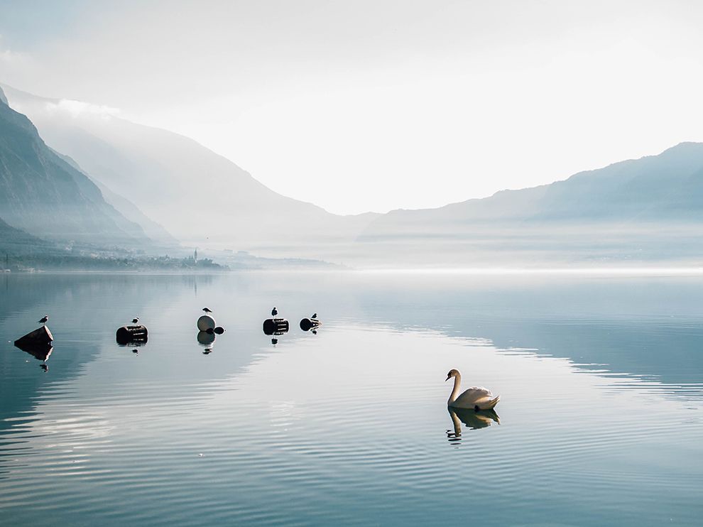 16 "Float On". Photograph by Aleksandra Bošković. While standing on the shore in Orahovac, Montenegro, this sunrise scene appeared before photographer and Your Shot member Aleksandra Bošković: a single swan, floating through the mist on the Bay of Kotor while perfectly illuminated by the morning sun.
