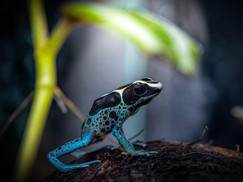 22 "Tiny but Mighty". Photograph by Yasar Ugurlu. A dyeing poison frog (Dendrobates tinctorius) is perched atop a coconut shell in this photo submitted by Your Shot community member Yasar Ugurlu. Its flashy coloring serves as a warning to potential predators that making a meal of this tiny toxic creature would be a mistake.