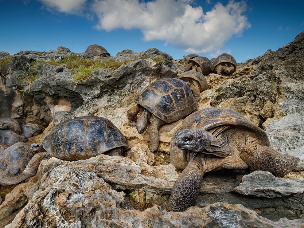 24 "A Daytime Retreat". Photograph by Thomas P. Peschak. Aldabra giant tortoises escape searing daytime heat by taking refuge in caves within the rugged coral rock of the island of Grande Terre, Seychelles.