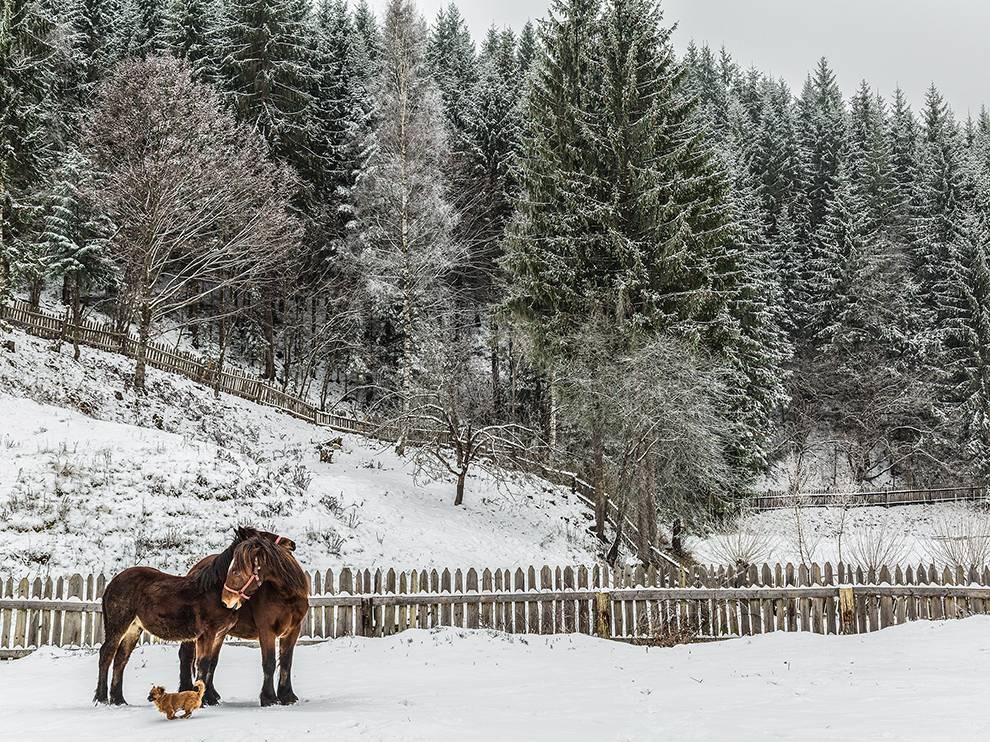 25 "Harmonious Horseplay". Photograph by Mihaela Jurca. While a little dog frolics past, horses nuzzle in a snowy pasture in Bucovina, Romania.