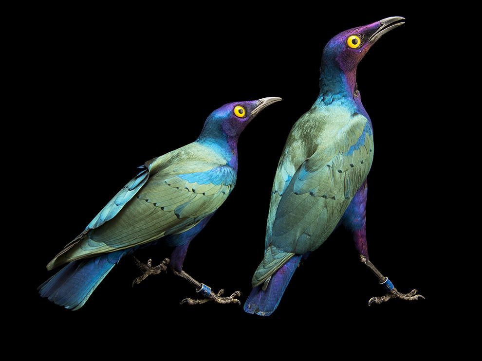 26 "Pearlescent Pair". Photograph by Joel Sartore. This portrait of a pair of purple glossy starlings (Lamprotornis purpureus) at the Kansas City Zoo in Missouri was taken for the Photo Ark project by photographer Joel Sartore.