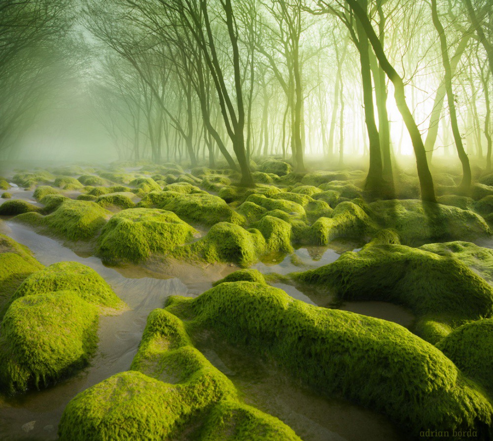 15 Swamp, covered with moss. Photography by Adrian Borda.