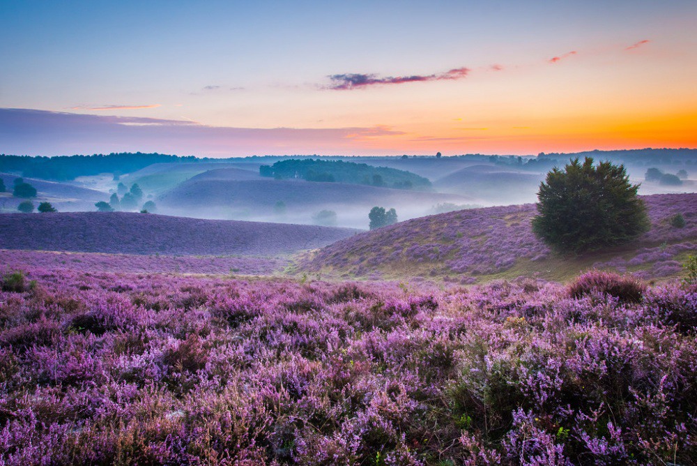 13  The purple fields in a natural area, Posbank. Photograph by Simon van Ooljen