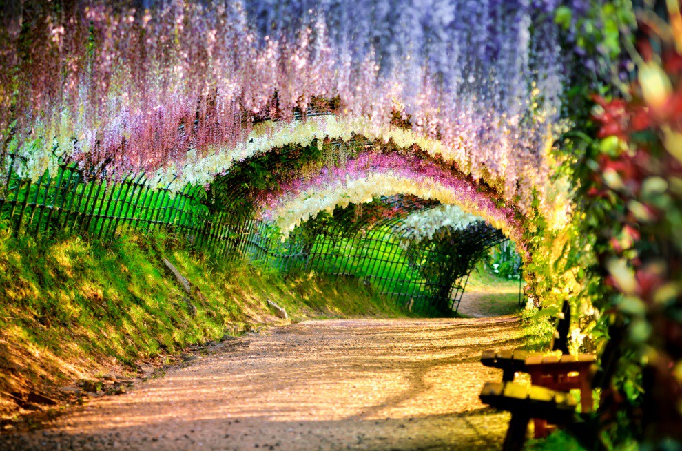 1 The tunnel of wisteria. Photography by Tristan W Che