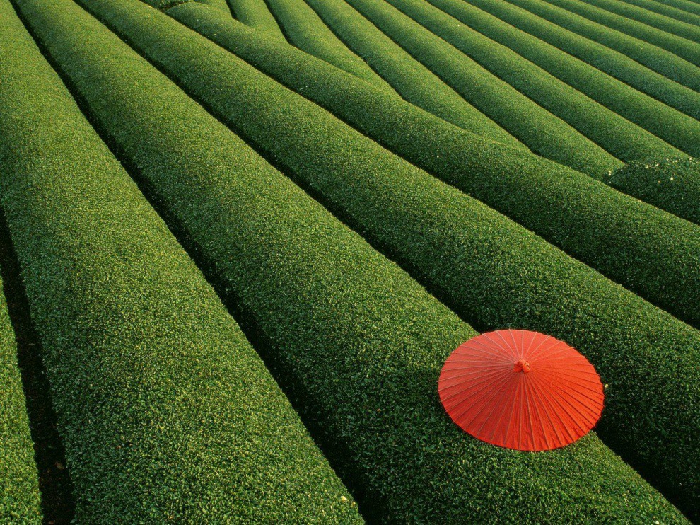 8 Tea plantation in Japan. Photography by onebigphoto.com