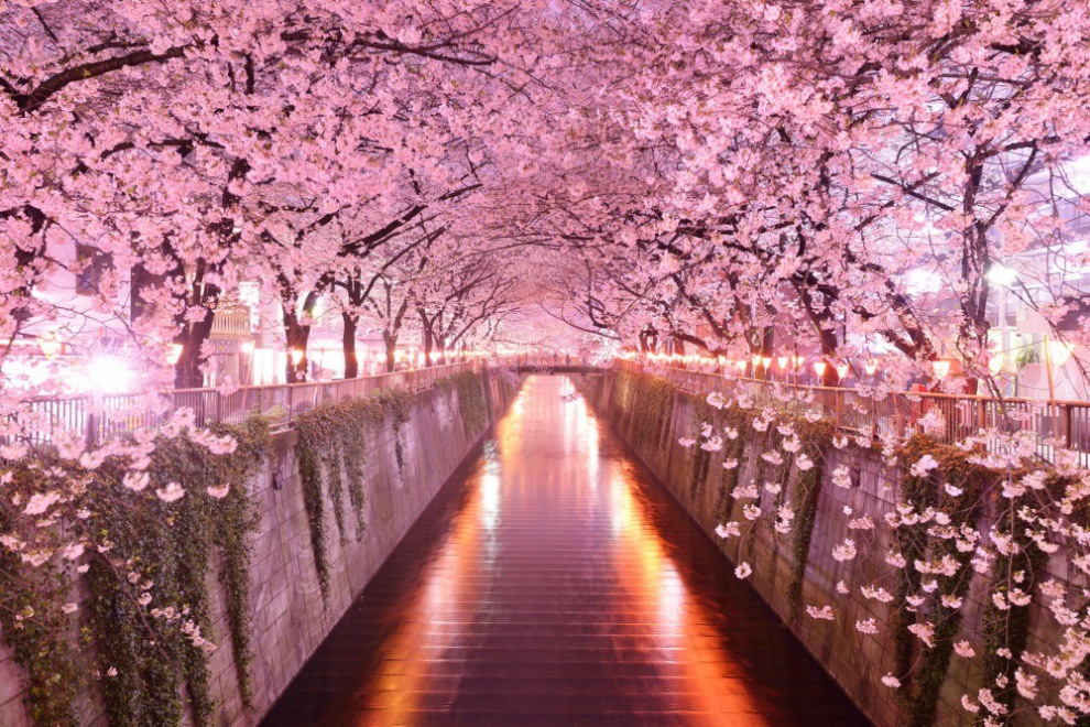 9 The tunnel of cherry blossoms. Photography by okera japan