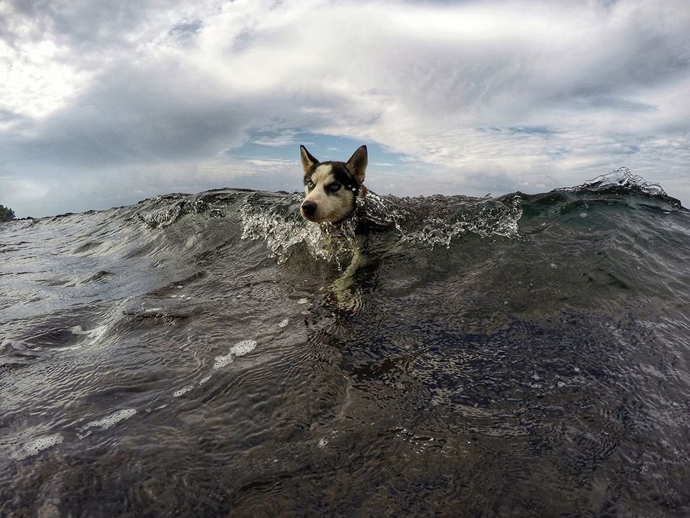 15 Sea Dog. Photograph by Novrizal Herdananto.