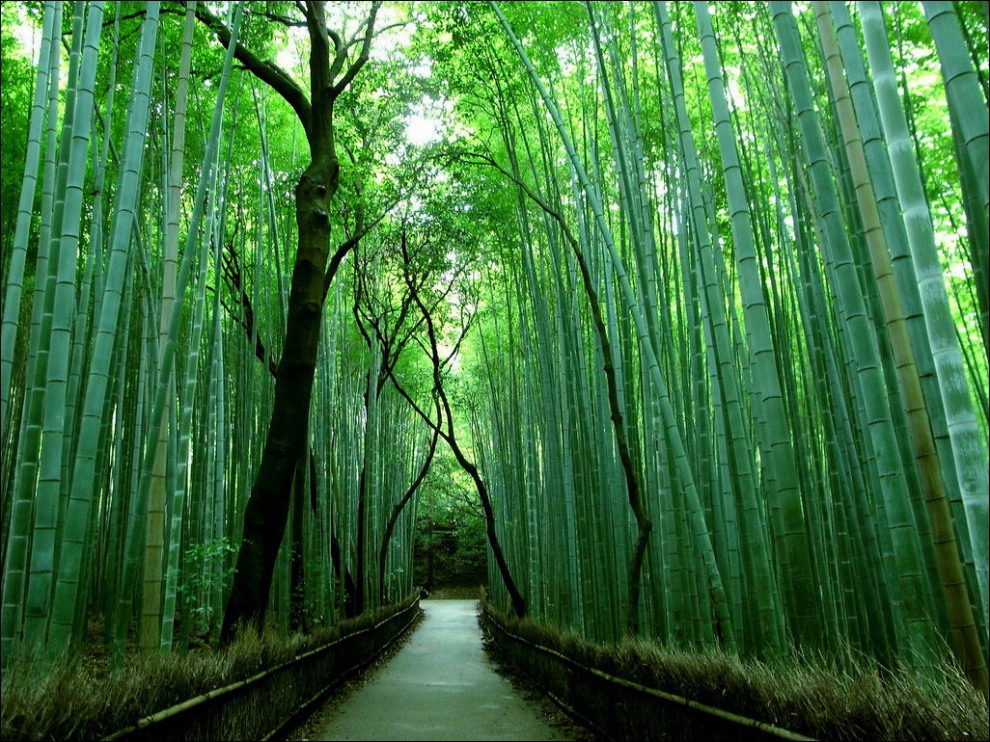 17 Sagano Bamboo Forest in Kyoto. Photography by ctrlstudio.com