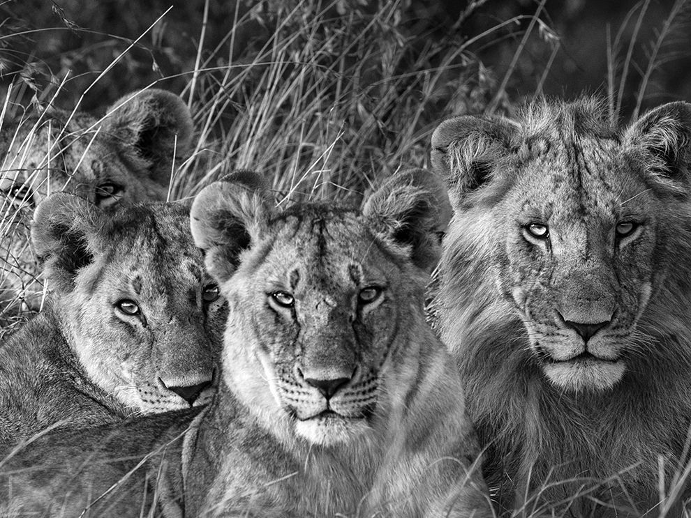 23 Eyes on the Pride. Photograph by Paul Lynch.