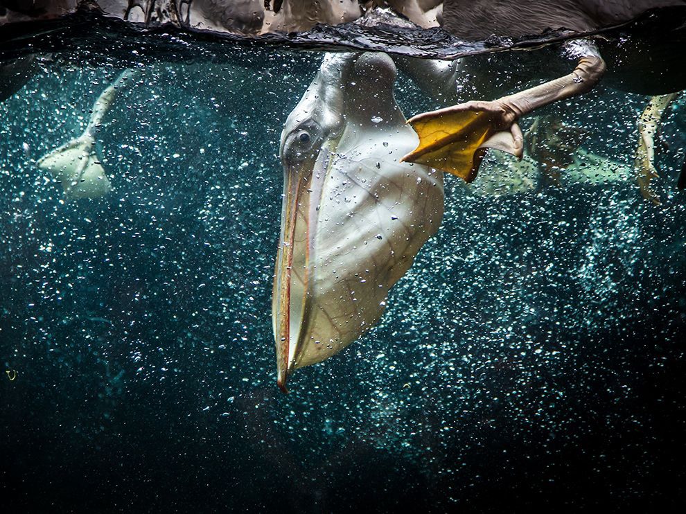 29 Pelican Plunge. Photograph by Nikhil Rasiwasia.
