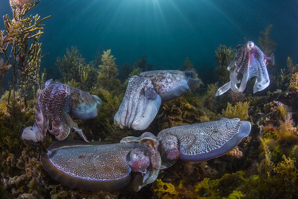 2 Collective courtship: By Scott Portelli, from Australia. Thousands of giant cuttlefish gather each winter in the shallow waters of South Australia's Upper Spencer Gulf for their once-in-a-lifetime spawning. Malescompete for territories that have the best crevices for egg-laying and then attractfemales with mesmerizing displays of changing skin colour, texture and pattern. Rivalry among the world's largest cuttlefish - up to a metre (3.3 feet) long - is fierce, as males outnumber females by up to eleven to one. A successful, usually large, male grabs the smaller female with his tentacles, turns her to face him (as here) and uses a specialized tentacle to insert sperm sacs into an opening near her mouth. He then guards her until she lays the eggs. The preoccupied cuttlefish (the male on the right) completely ignored Mr Portelli, allowing him to get close.