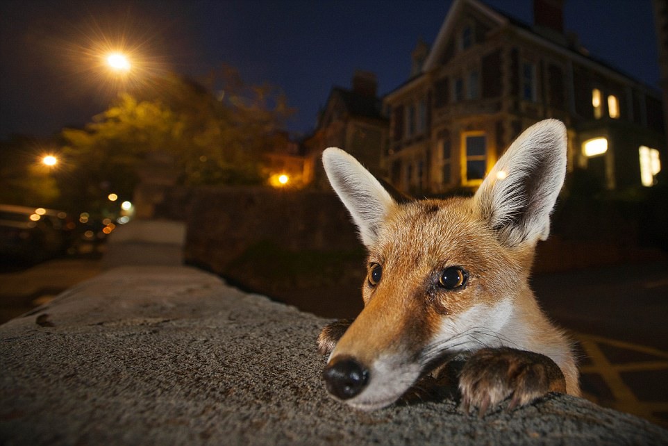 4 Nosy neighbour: By Sam Hobson, from the UK. Mr Hobson knew exactly who to expect when he set his camera on the wall one summer's evening in a suburban street in Bristol. He wanted to capture the inquisitive nature of the urban red fox in a way that would pique the curiosity of its human neighbours about the wildlife around them. This was the culmination of weeksof scouting for the ideal location, a quiet, well-lit neighbourhood, where the foxeswere used to people (several residents feed them regularly) and the right fox. For several hours every night, Sam sat in one fox family's territory, gradually gaining their trust until they ignored his presence.