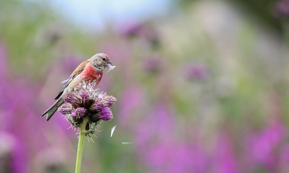 6 Thistle-plucker: By Isaac Aylward, of the UK. Try keeping a flying linnet in sight while scrambling down rocky embankments holding a telephoto lens. Isaac did, for 20 minutes. He was determined to keep pace with the linnet, which he spotted while hiking in Bulgaria's Rila Mountains, finally catching up with the tiny bird when it settled to feed on a thistle flowerhead.