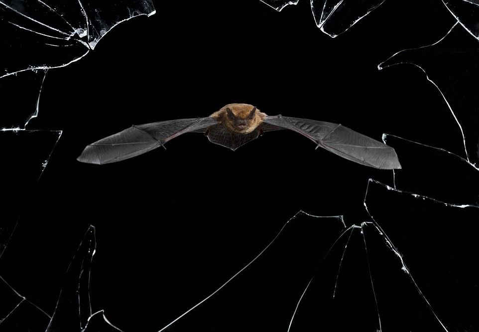 7 Crystal precision, by Mario Cea of Spain. Every night, not long after sunset, about 30 common pipistrelle bats emerge from their roost in a derelict house in Salamanca, Spain, to go hunting. Each has an appetite for up to 3,000 insects a night, which it eats on the wing. Its flight is characteristically fast and jerky, as it tunes its orientation with echolocation to detect objects in the dark. The sounds it makes is too high-pitched for most humans to hear, but creates echoes that allow it to make a sonic map of its surroundings. Mario positioned his camera precisely so that it was level with the bats' exit through a broken window and the exact distance away to capture this astonishing head-on shot.