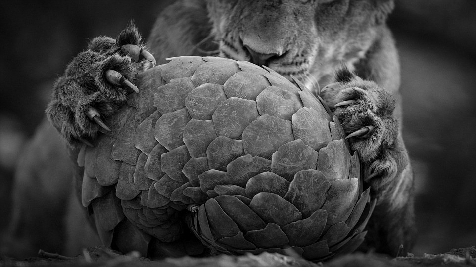 10 Playing pangolin: By Lance van de Vyver, from New Zealand/ South Africa. Lance had tracked the pride for several hours before they stopped to rest by a waterhole, but their attention was not on drinking. The lions, in South Africa's Tswalu Kalahari Private GameReserve, had discovered a Temminck's ground pangolin. This nocturnal, ant-eating mammal is armour-plated with scales made of fused hair, and it curls up into an almost impregnable ball when threatened. Pangolins usually escape unscathed from big cats - though not from humans, whose exploitation of them for the traditional medicine trade is causing their severe decline. Mr van de Vyver said: 'But these lions just wouldn't give up. They rolled it around like a soccer ball and every time they lost interest, the pangolin uncurled and tried to retreat, attracting their attention again.